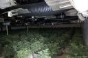 Discovery - Police officers discover a massive cannabis plantation after reports of a smell coming from a Harwich property