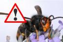 Warning - an Asian hornet was found in Romford