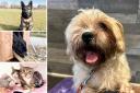 Can you give any of these Essex RSPCA pets a home?