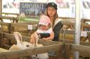 Fun - Mia, 9, and sister Millie, 3, looking at long-eared sheep at the 2022 Tendring Show