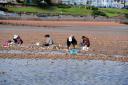 Oyster picking – but groups like this, at Southend, are causing concern