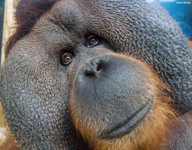 Remembering former Colchester Zoo resident Rajang the orangutan. Picture: Colchester Zoo