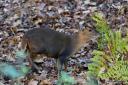 Muntjac deer dies after being hit by car in Chelmsford city centre (stock photo of muntjac)