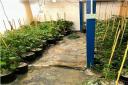 Discovery - Cannabis farm