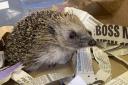 One of the many hedgehogs rescued by Prickly Pigs Hedgehog Rescue