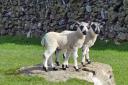 Two little lambs in Crummack Dale practising their rock climbing skills and keeping an eye on passing walkers by Philip Robins