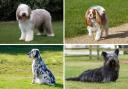 From a King Charles Spaniel to a Bearded Collie, there are so many native UK dog breeds that could soon be no more