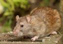 Rats and mice accounted for 271,343 visits to homes from pest controllers in 2023