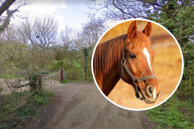 Horse rider rescued after becoming helplessly trapped under collapsed horse