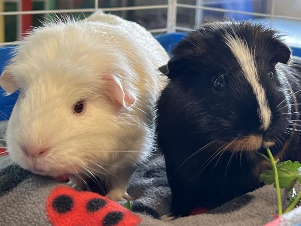 Chelmsford Weekly News: Brownie and Snowy (Danaher Animal Home)