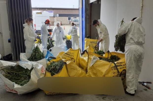 Officers have discovered a 'significant' cannabis factory in an industrial premises in Witham. Credit: Essex Police