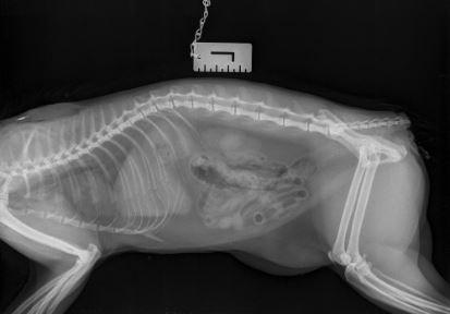 Chelmsford Weekly News: An x-ray showing the 'clean cut' on the cat's tail