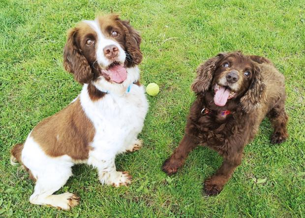 Chelmsford Weekly News: Flo and Fern (Danaher Animal Home)