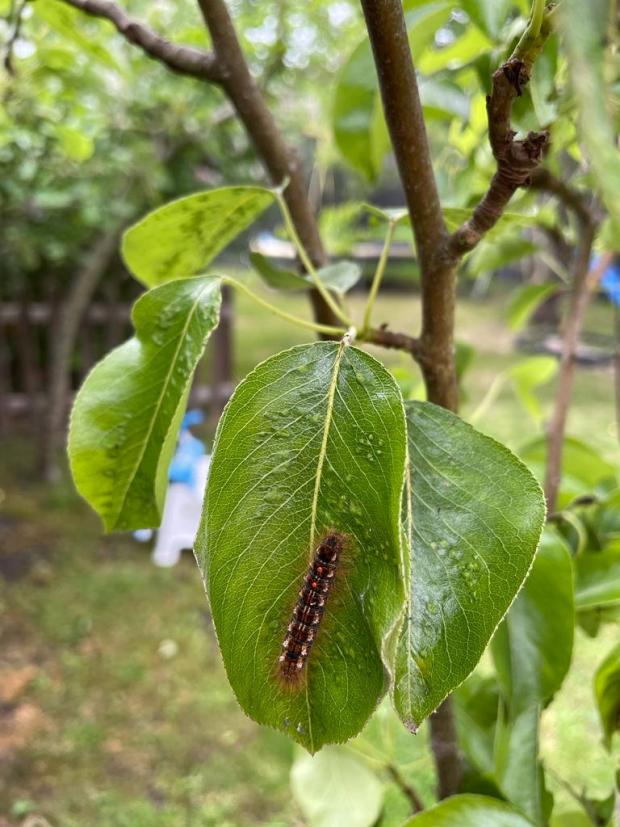 Chelmsford Weekly News: Caterpillar rash caused by brown tail moth caterpillar. (SWNS)