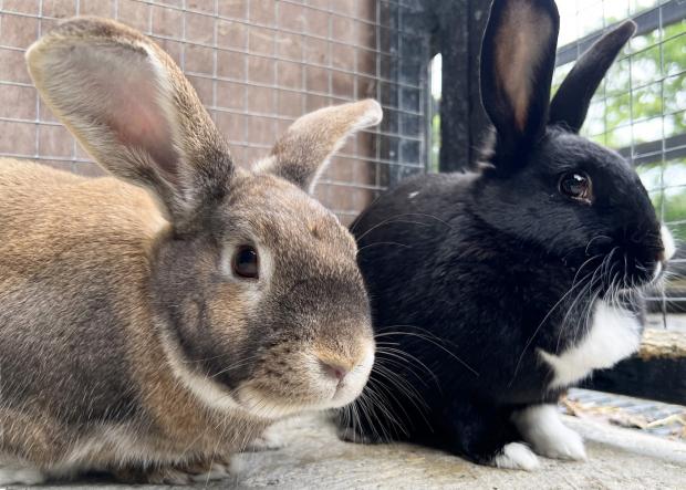 Chelmsford Weekly News: Melly and Oreo (Danaher Animal Home)