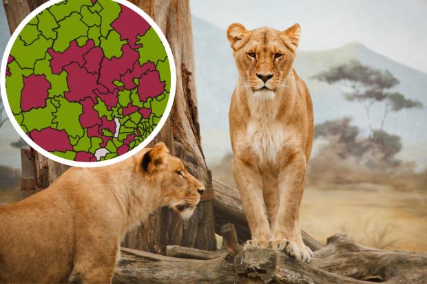 Born Free Foundation reveals Oxfordshire is home to 84 dangerous animals (Born Free/Canva)