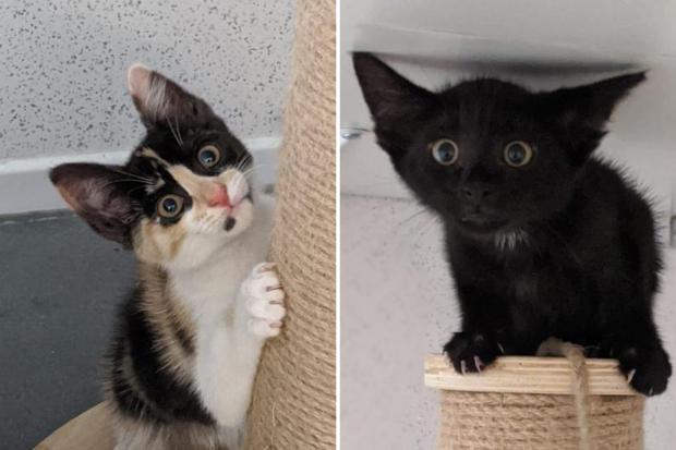 Chelmsford Weekly News: Cleo and Clove (RSPCA)