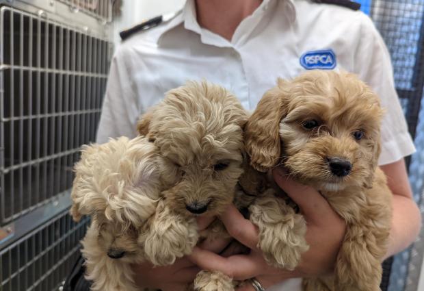 Chelmsford Weekly News: RSPCA staff member with some of the pups. Photo: RSPCA