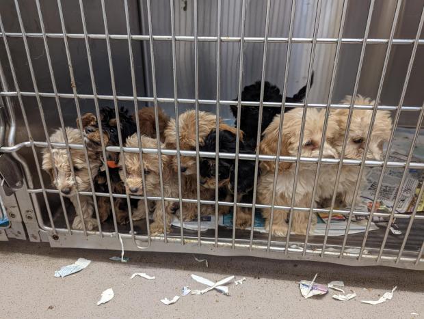 Chelmsford Weekly News: Some of the puppies which were abandoned. Photo: RSPCA
