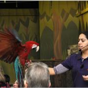 Big draw - Bird keeper Puri Plaza with a parrot at the former zoo