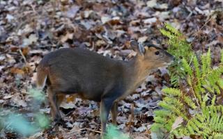 Muntjac deer dies after being hit by car in Chelmsford city centre (stock photo of muntjac)
